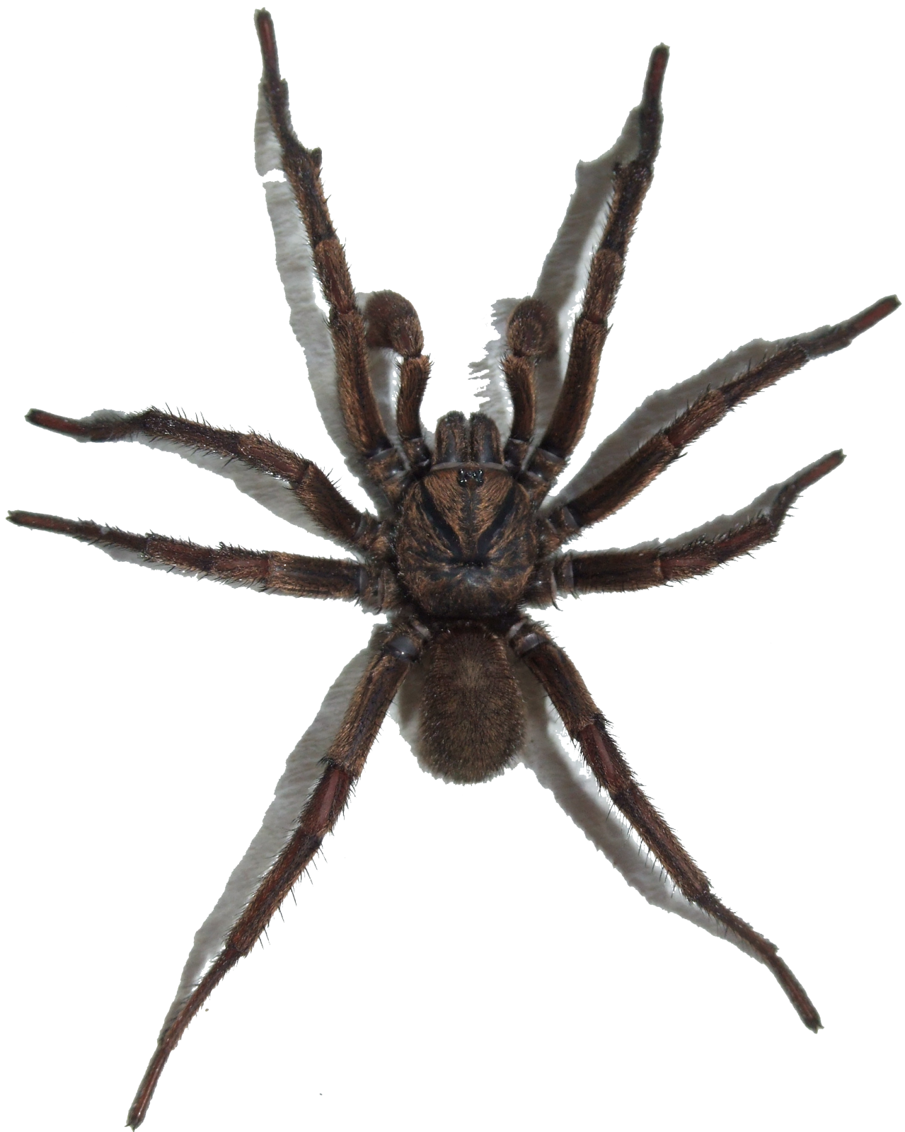 a large brown spider on white background