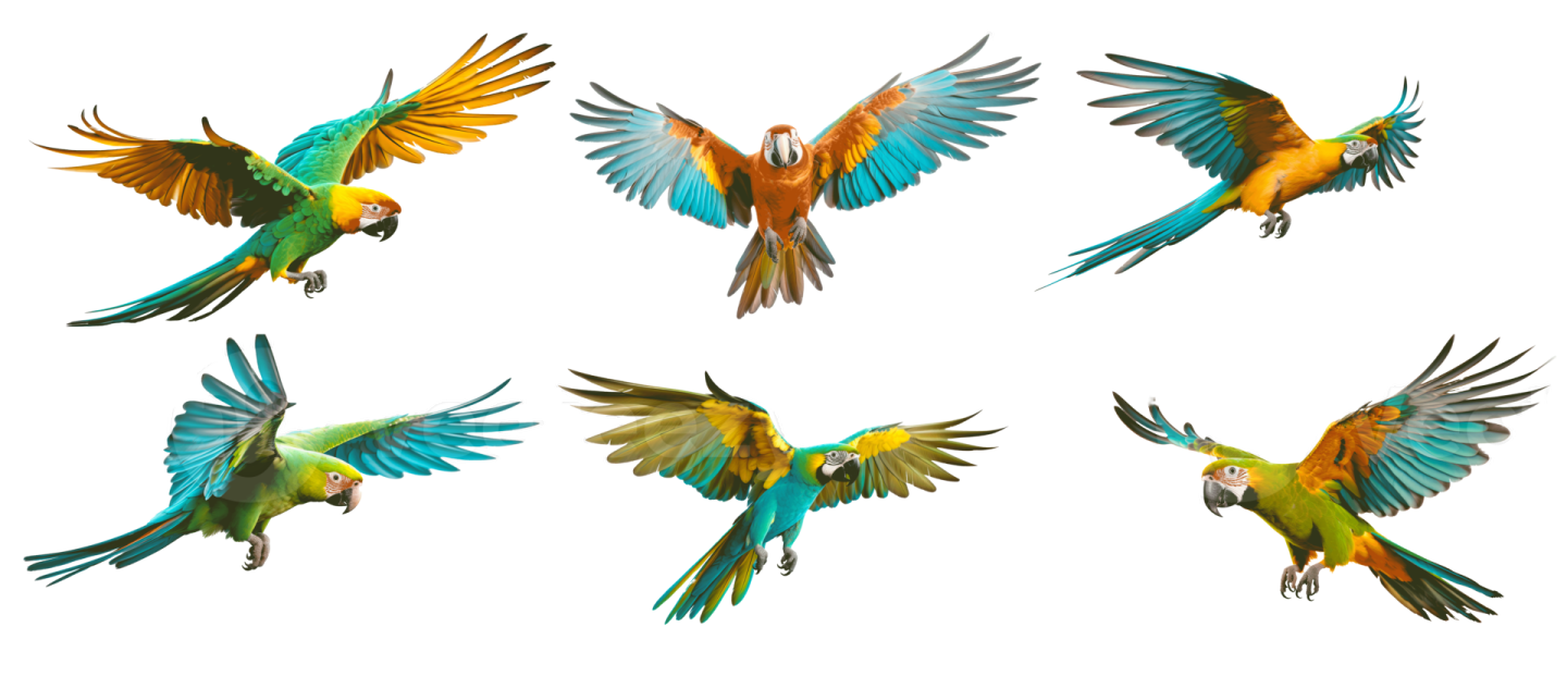 four colorful parrots flying in the air