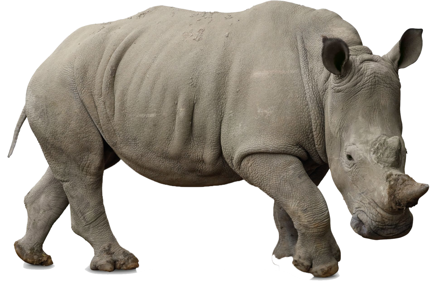 a rhino is shown in this image