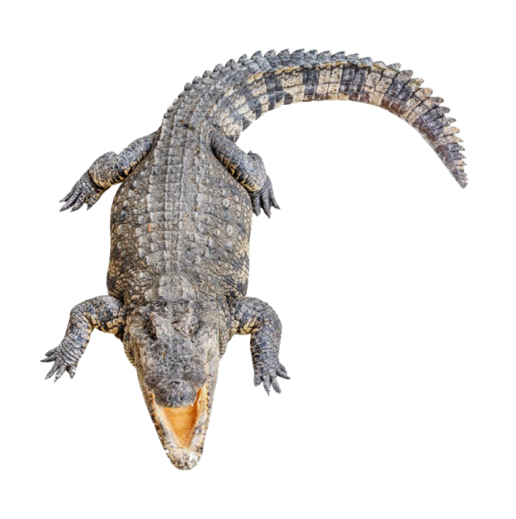 an alligator with its mouth open on a white background