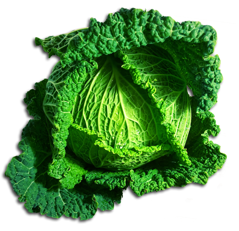 a head of cabbage on a white background