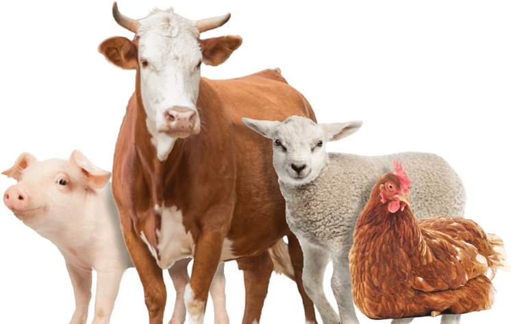 a brown and white cow
