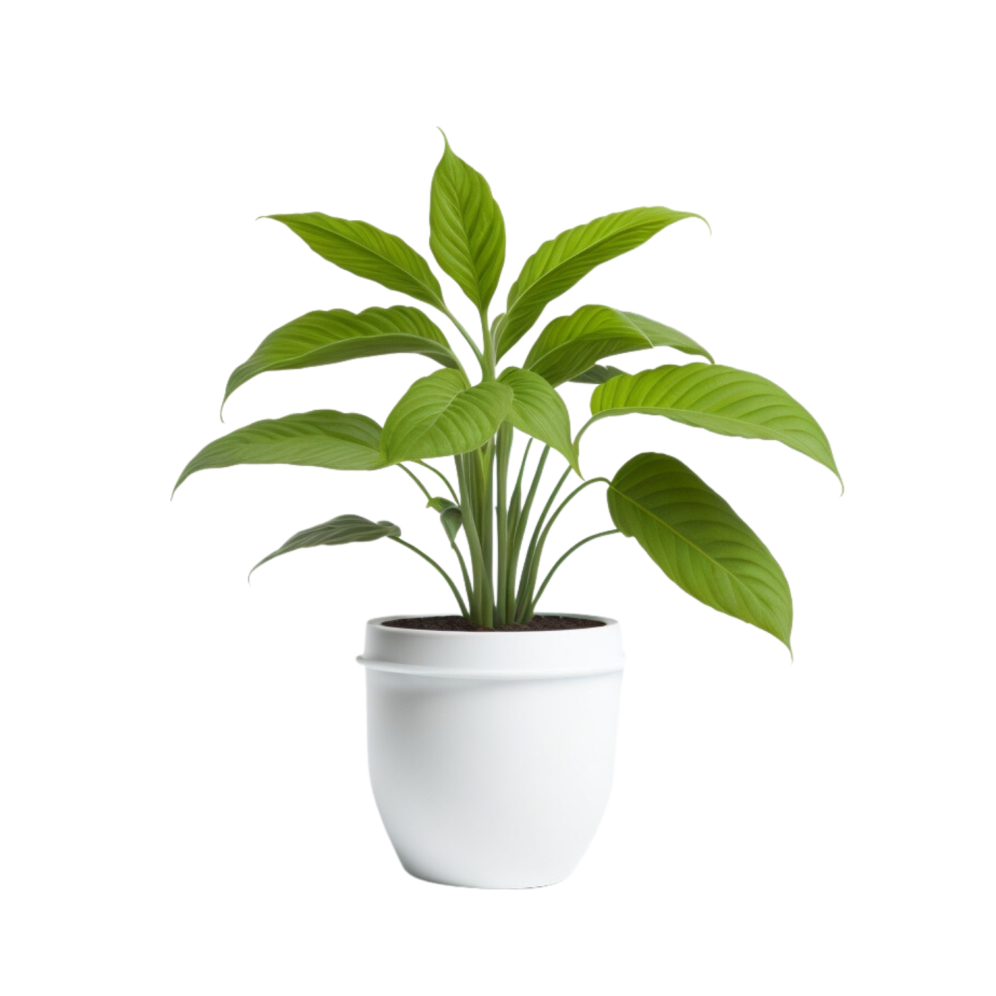 a green plant in a white pot