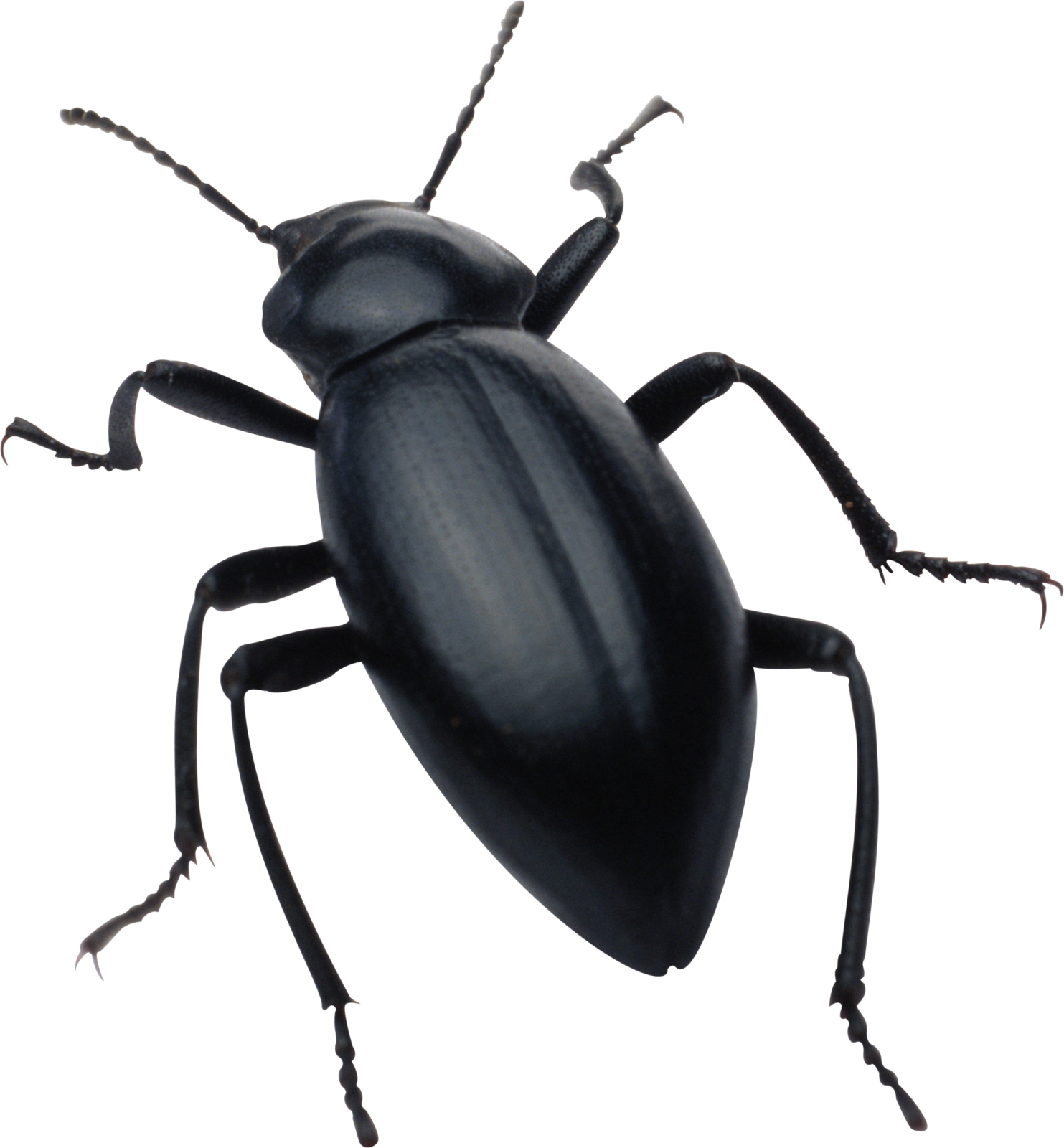 a black beetle on a white background