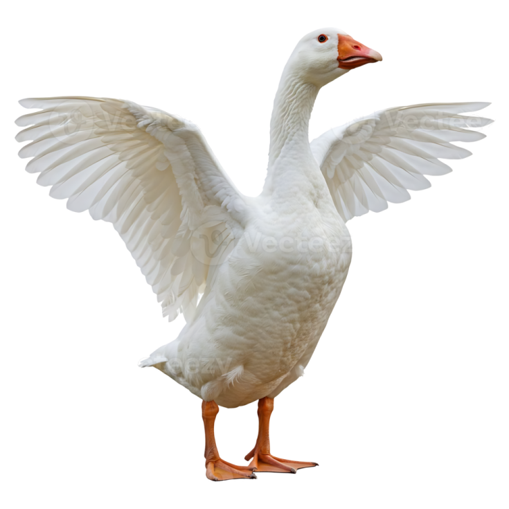 a white goose with its wings spread out