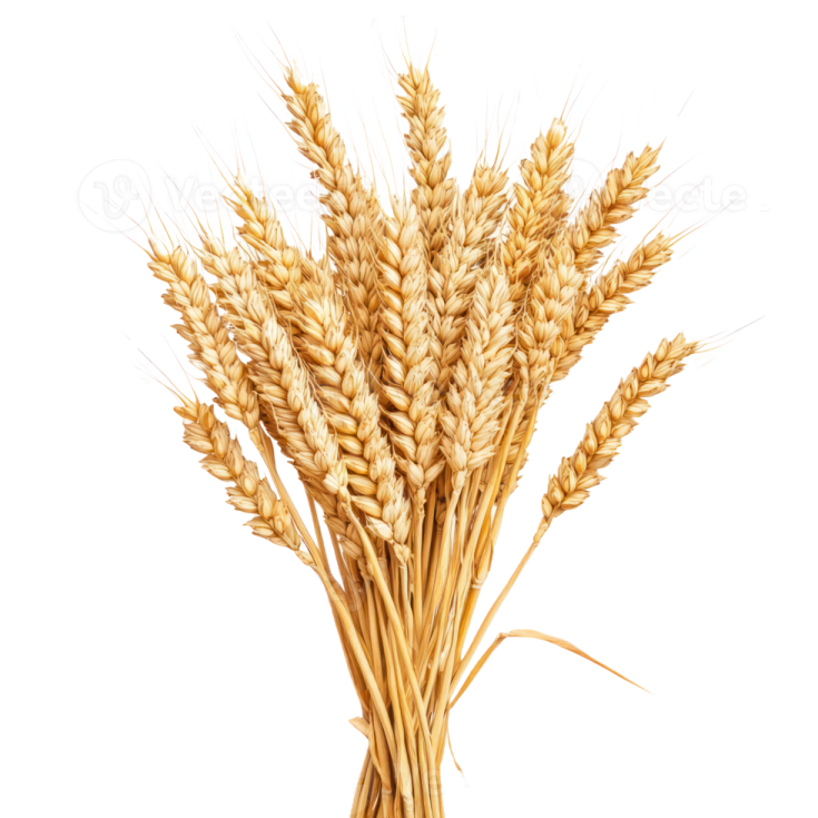 wheat on a white background