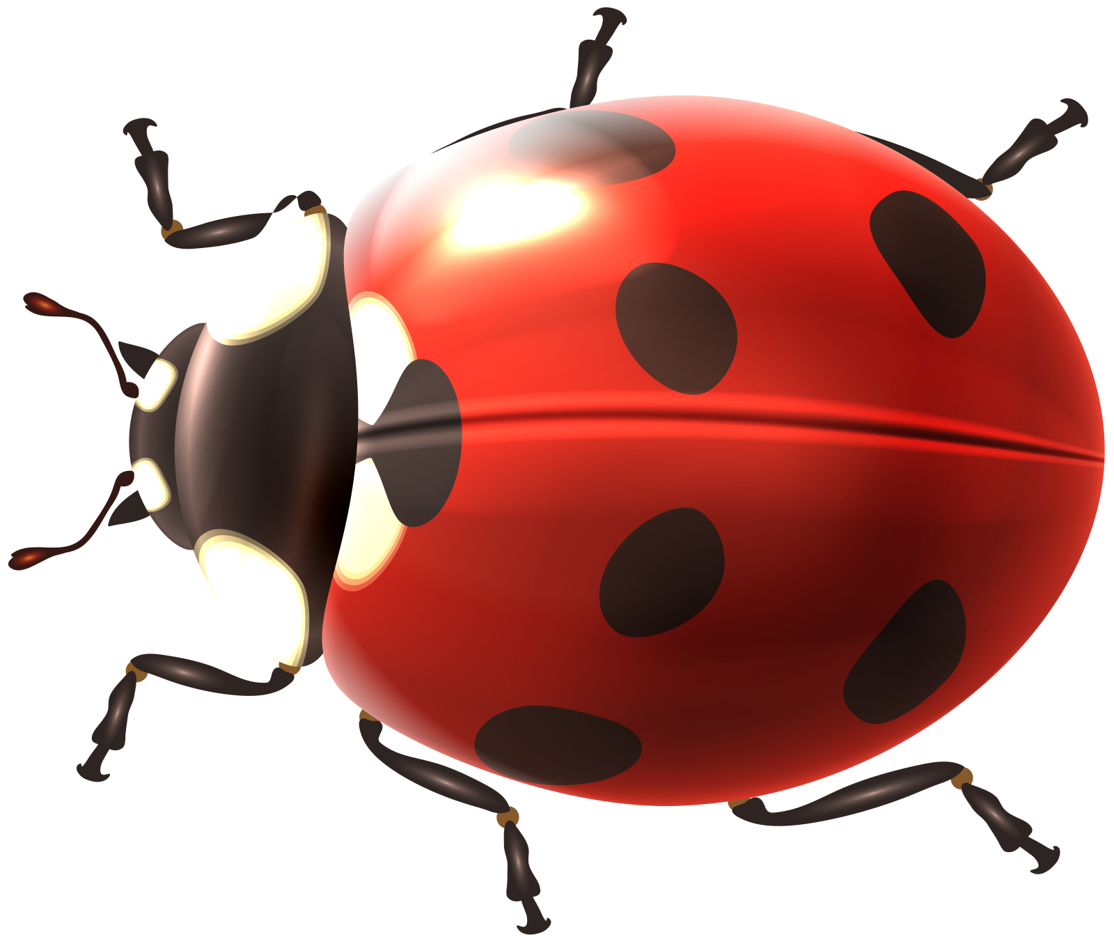 a ladybug on a white background