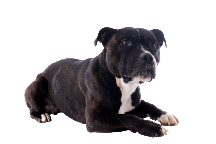 a black and white dog laying down