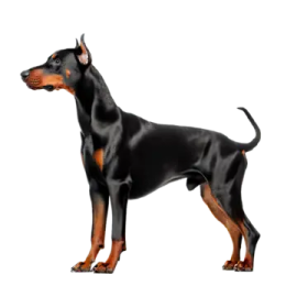 a black and brown dog standing on a white background