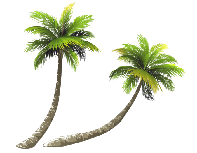 two palm trees on a white background