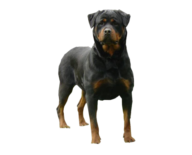 a black and brown dog standing in front of a white background
