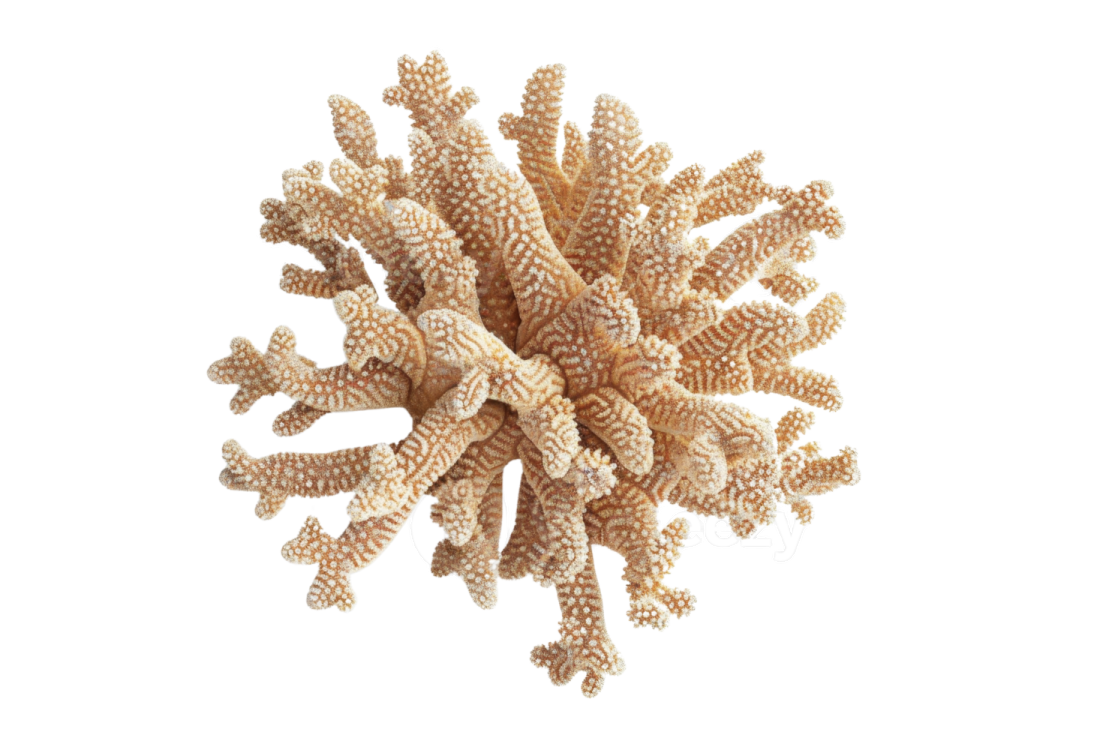 a bunch of corals on a white background