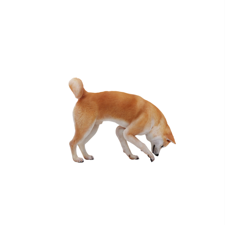 a small dog standing on a white surface