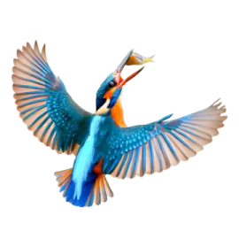 a bird that is flying in the air