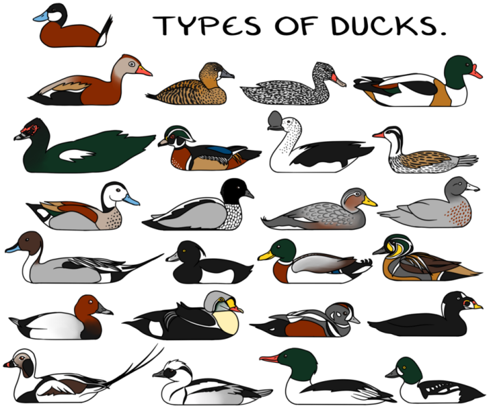 a collection of different types of ducks