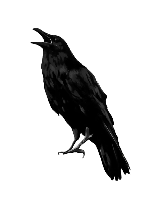 a black bird sitting on top of a white surface