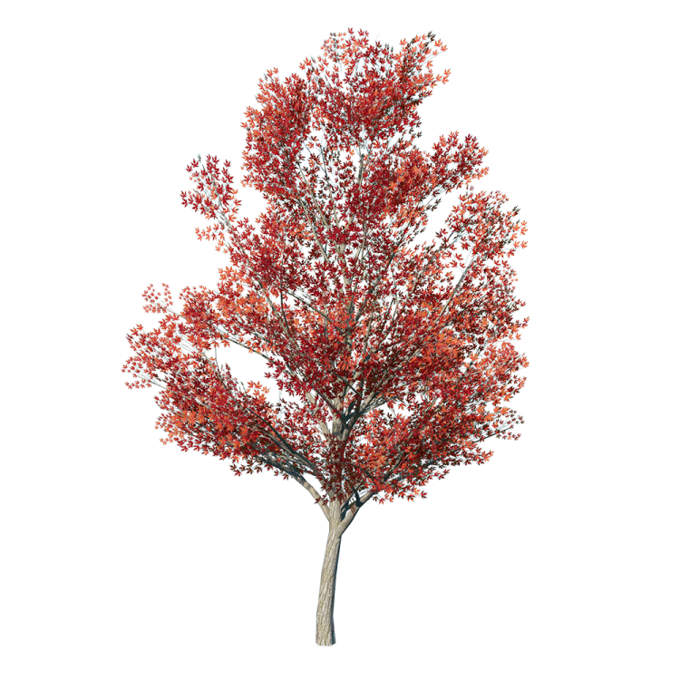 a tree with red leaves on it