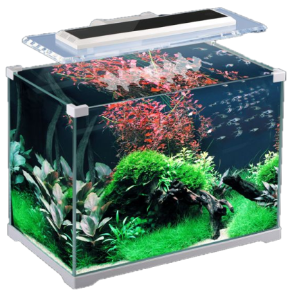 a fish tank filled with water and plants