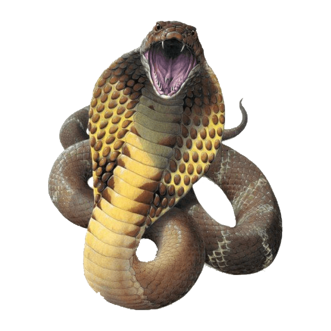 an illustration of a snake with its mouth open