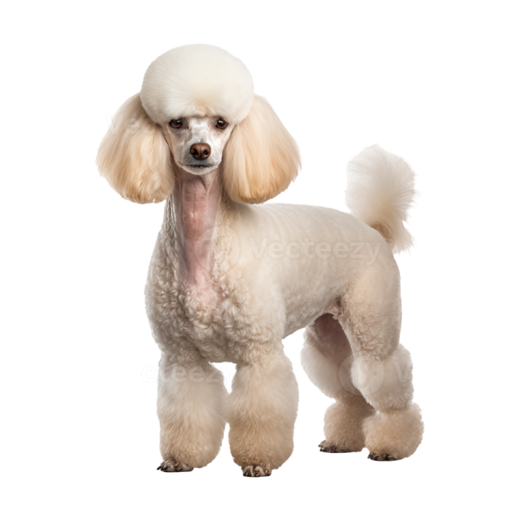 a small white poodle dog standing on a white background