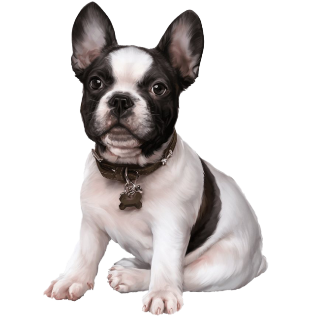 a small black and white dog sitting down