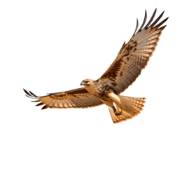 a bird flying in the sky with its wings spread