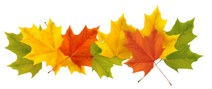 a group of colorful autumn leaves