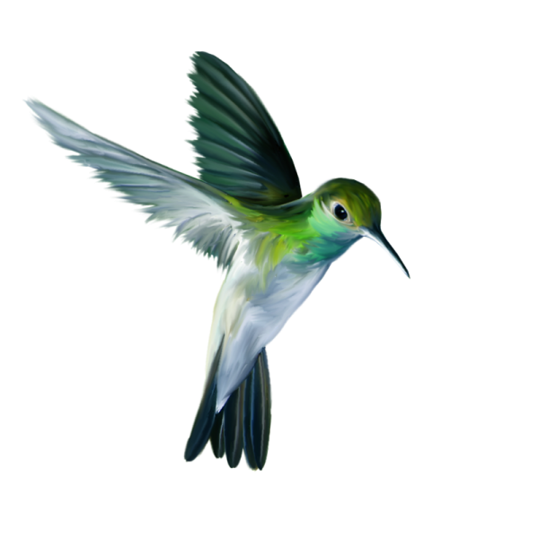a bird flying in the air with its wings spread