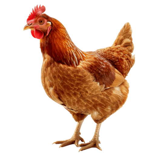 a brown chicken standing on top of a white surface