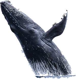 a whale jumping out of the water