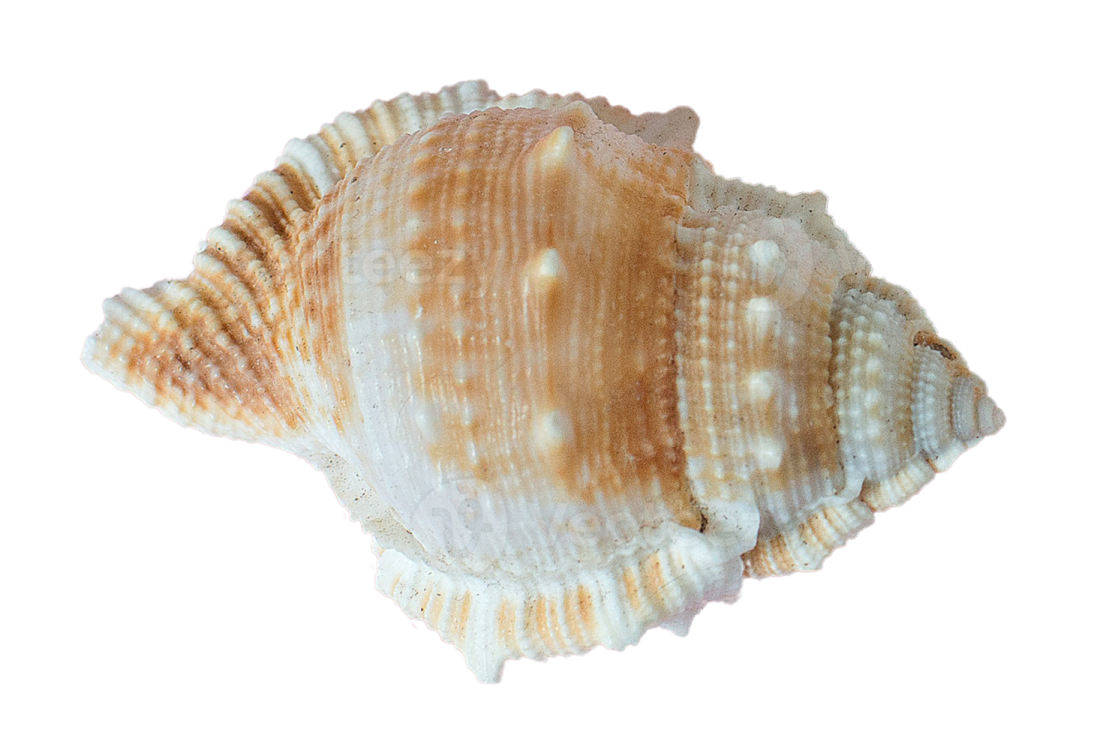 a sea shell on a white background