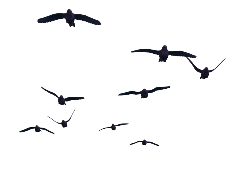 a flock of birds flying in the sky