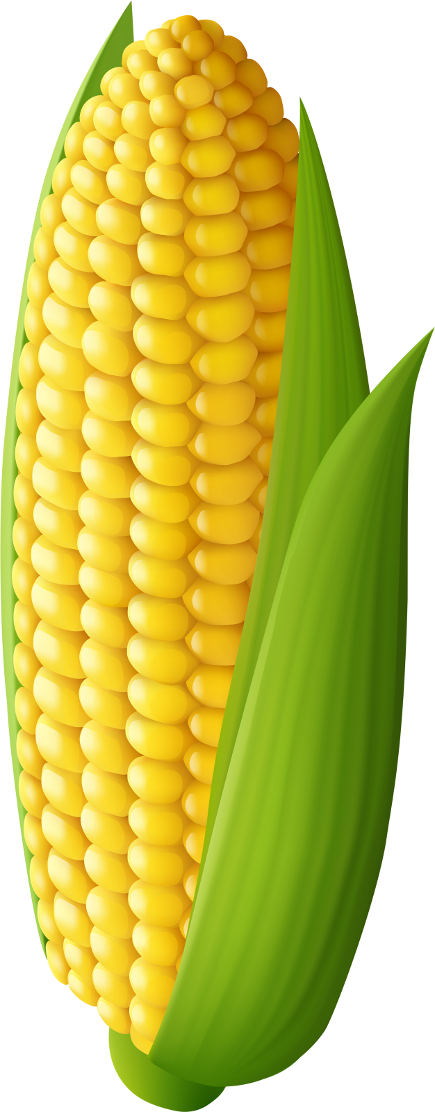 an ear of corn on a white background