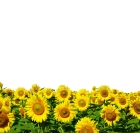 a field of sunflowers