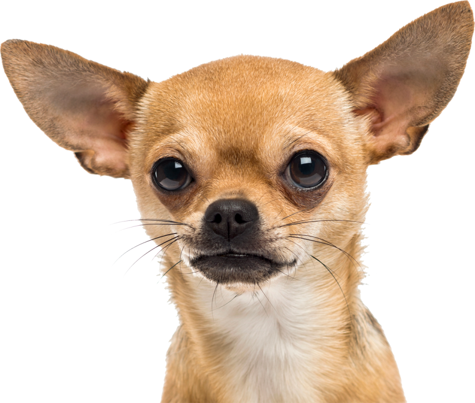a close up of a small dog's face