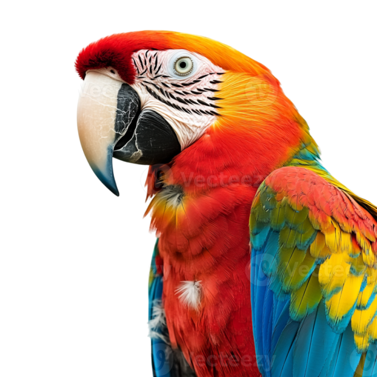 a colorful parrot sitting on top of a white surface
