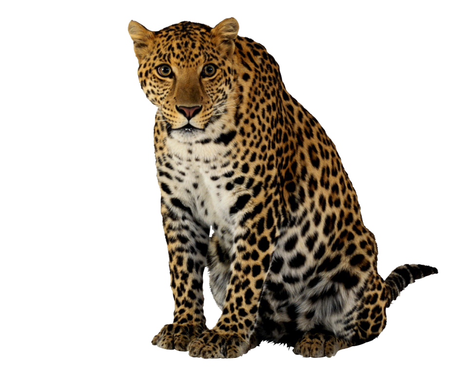 a leopard is sitting down and looking at the camera