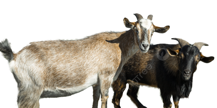 two goats standing next to each other one