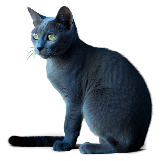 a black cat sitting on a white surface
