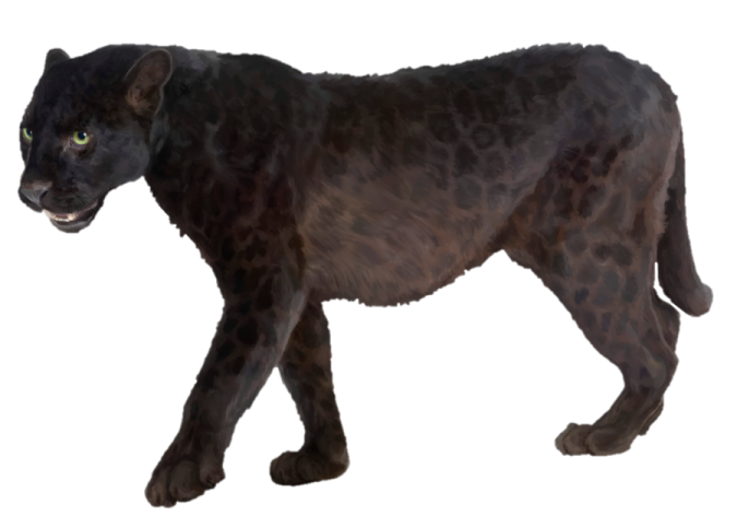 a black panther walking across a white background