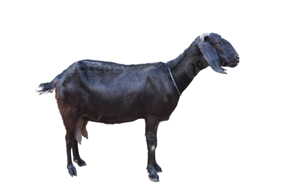 a black goat standing on a white background