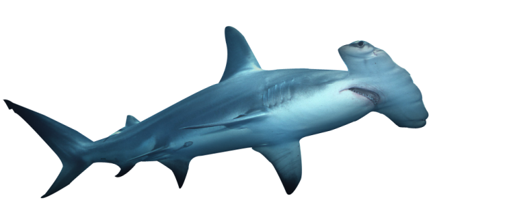 an image of a shark with its mouth open