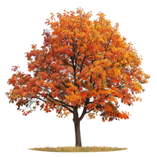 a tree with orange leaves on it