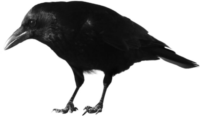 a black bird sitting on top of a white surface