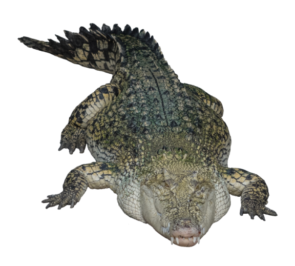 the head of a crocodile