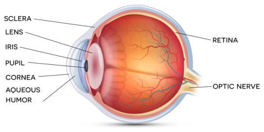 the structure of the human eye
