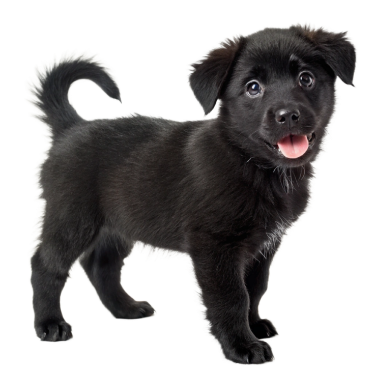 a small black puppy standing on a white background
