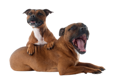 two dogs sitting on top of each other dogs