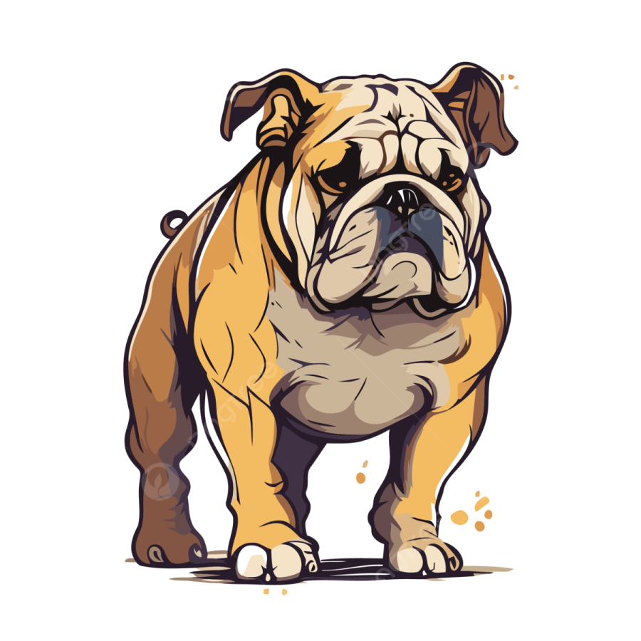 a bulldog dog standing on a white background