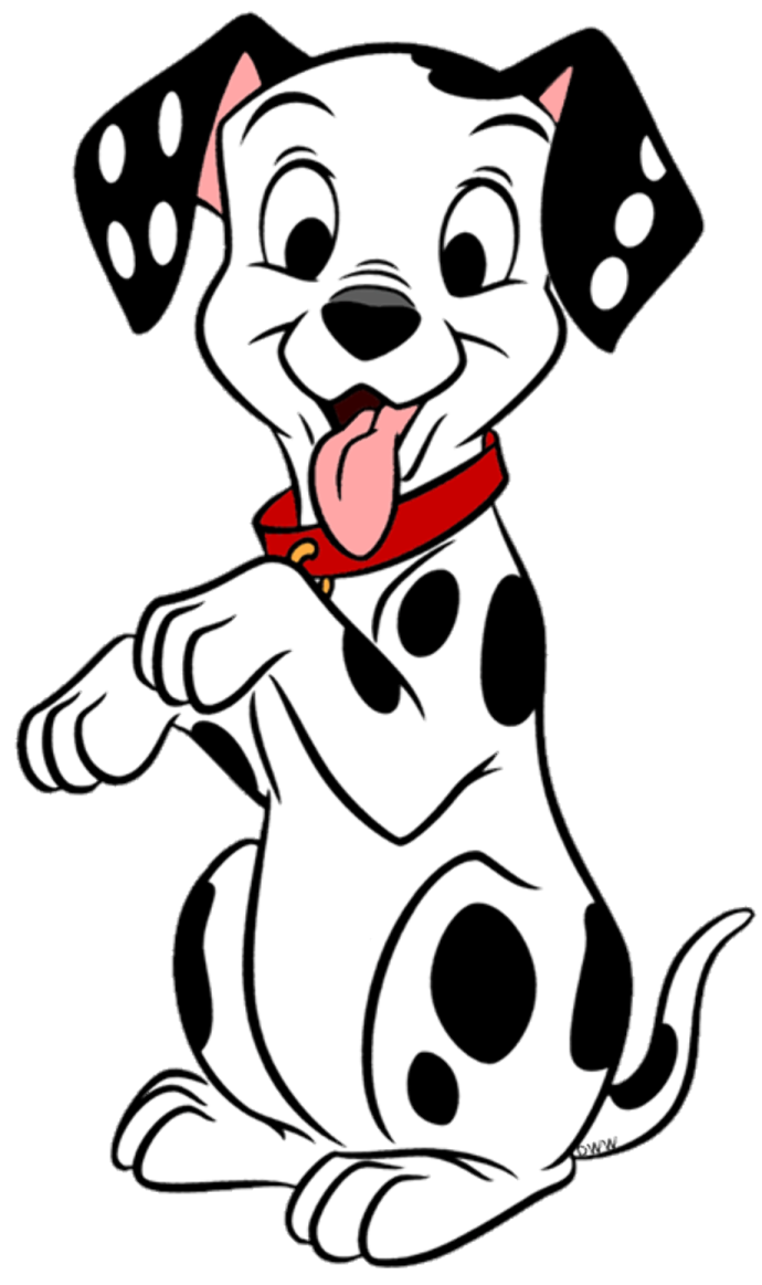 a black and white dog with a red collar